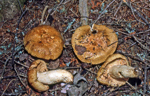  ( - MQ21-CMMF008212)  @11 [ ] by-nc-nd (1980) Raymond McNeil Universite de Montreal, Biodiversity Center