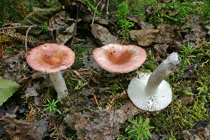  ( - MQ21-CMMF008275)  @11 [ ] by-nc-nd (2005) Raymond McNeil Universite de Montreal, Biodiversity Center