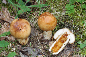  (Russula aff. fragrantissima - MQ21-CMMF008314)  @11 [ ] by-nc-nd (2010) Raymond McNeil Universite de Montreal, Biodiversity Center