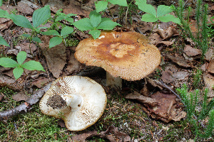  ( - MQ21-CMMF008314)  @11 [ ] by-nc-nd (2010) Raymond McNeil Universite de Montreal, Biodiversity Center