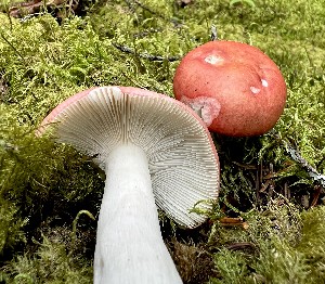  (Russula emetica - MQ23-CMMF026260)  @11 [ ] Unspecified (default): All Rights Reserved (2022) Chantal Gauthier (by-nc)