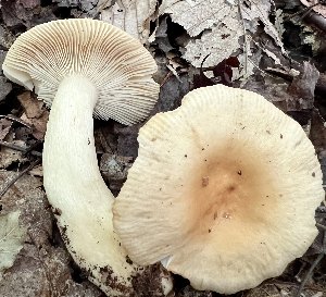  (Russula betularum - MQ23-CMMF026287)  @11 [ ] Unspecified (default): All Rights Reserved (2022) Chantal Gauthier (by-nc)