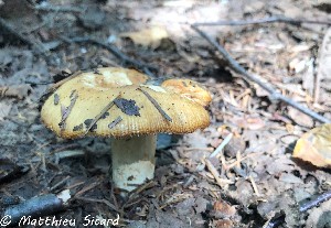  (Russula sp. 5 Ingratae - MQ22-Mtt0079-CMMF024876)  @11 [ ] Copyright (c) (2019) Matthieu Sicard Unspecified