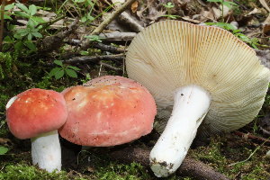  (Russula luteispora - MQ23-CMMF026293)  @11 [ ] Unspecified (default): All Rights Reserved (2018) Joseph Nuzzolese (by-nc)