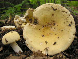  (Russula cystidiosa - MQ20-HRL0014-QFB32695)  @11 [ ] Copyright (2006) Renee Lebeuf Unspecified