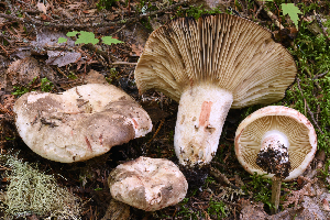  (Russula dissimulans - MQ20-HRL2977-QFB32715)  @11 [ ] Copyright (2019) Renee Lebeuf Unspecified