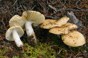  (Russula sp._pseudodecolorans - MQ20-HRL3099-QFB32718)  @11 [ ] Copyright (2019) Renee Lebeuf Unspecified