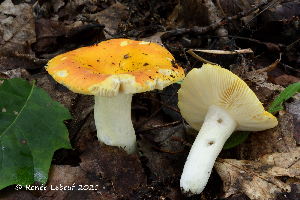  (Russula xantho - MQ22-QFB32978-HRL3396)  @11 [ ] Copyright (c) (2021) Renee Lebeuf Mycoquebec