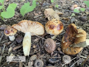  (Russula foetentula s.l - MQ23-CMMF026296)  @11 [ ] Unspecified (default): All Rights Reserved (2022) Jacques Landry (by-nc)