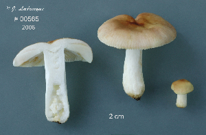  (Russula minutalis - MQ23-CMMF008982)  @11 [ ] (by-nc) (2007) Jacqueline Labrecque Unspecified