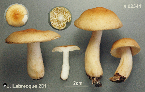  (Russula simillima - MQ23-CMMF026303)  @11 [ ] (by-nc) (2011) Jacqueline Labrecque Unspecified