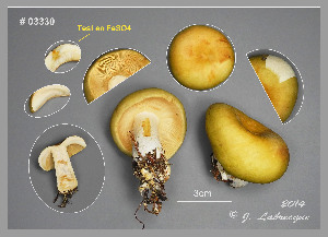  (Russula squalida - MQ23-CMMF026387)  @11 [ ] (by-nc) (2014) Jacqueline Labrecque Unspecified