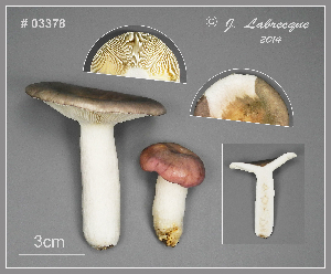  (Russula aff. cyanoxantha - MQ23-CMMF026391)  @11 [ ] (by-nc) (2014) Jacqueline Labrecque Unspecified