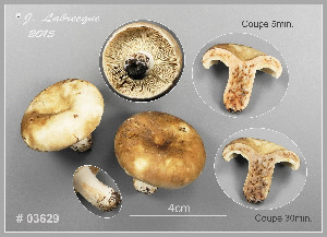  (Russula sp. 1 Nigrantinae - MQ23-CMMF026419)  @11 [ ] (by-nc) (2015) Jacqueline Labrecque Unspecified