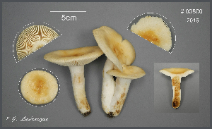  (Russula sp. 1 Ingratae - MQ23-CMMF026440)  @11 [ ] (by-nc) (2016) Jacqueline Labrecque Unspecified