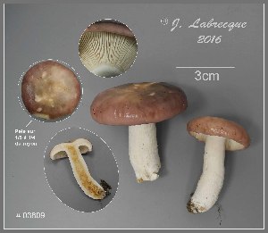  (Russula aff. cyanoxantha - MQ23-CMMF026445)  @11 [ ] (by-nc) (2016) Jacqueline Labrecque Unspecified