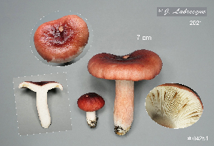  (Russula exalbicans - MQ23-CMMF026498)  @11 [ ] (by-nc) (2021) Jacqueline Labrecque Unspecified