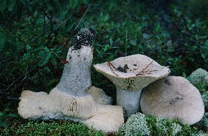  (Russula aff. depallens - MQ21-CMMF014586)  @11 [ ] Copyright (c) (1987) Unspecified Cercle des mycologuues de Montreal Fungarium