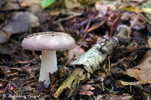  (Russula flocculosa - MQ22-Mtt0045-CMMF024783)  @11 [ ] Copyright (c) (2019) Matthieu Sicard Unspecified