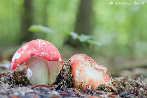  (Russula fastigiata - MQ22-Mtt0087-CMMF024786)  @11 [ ] Copyright (c) (2019) Matthieu Sicard Unspecified