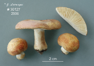  (Russula flavoxerampelina - MQ24-RPL30127-CMMF27385)  @11 [ ] by-nc (2006) Jacqueline Labrecque Unspecified