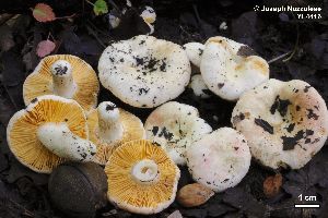  (Russula sp._latifolia - MQ21-YL4416-CMMF024715)  @11 [ ] Copyright (2020) Joseph Nuzzolese Mycoquebec