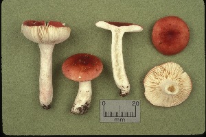  (Russula uncialis - MQ23-CMMF000581)  @11 [ ] by-nc (1989) Yves Lamoureux CMMF