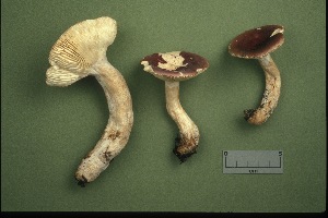  (Russula purpurata - MQ23-CMMF001055)  @11 [ ] by-nc (1990) Yves Lamoureux CMMF