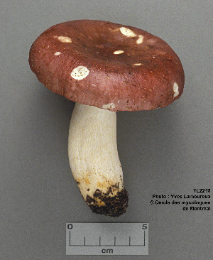  (Russula atropurpurea - MQ23-CMMF002215)  @11 [ ] by-nc (1994) Yves Lamoureux CMMF