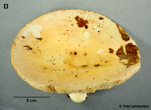  (Russula sp._subroseoflava - MQ21-YL4162-CMMF024702)  @11 [ ] Copyright (c) (2010) Yves Lamoureux Mycoquebec