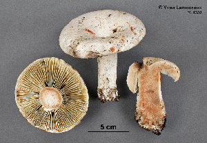  (Russula aff. nigricans - MQ21-YL4332-CMMF024714)  @11 [ ] Copyright (c) (2015) Yves Lamoureux Mycoquebec