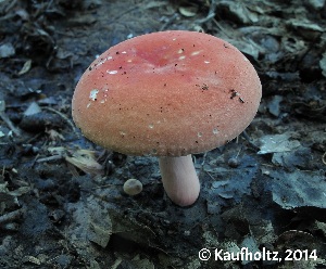  (Russula fucosa - MQ24-cKc0217)  @11 [ ] © (2014) Claude Kaufholtz-Couture Unspecified