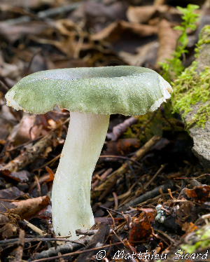  (Russula sp. IUMQ4137 - MQ23-Mtt0415)  @11 [ ] CreativeCommons - Attribution Share-Alike (2023) Matthieu Sicard Mycoquebec