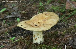  (Russula sp. 4 Ingratae - MQ21-CMMF024732)  @11 [ ] Copyright (c) (2014) Patrick Poitras Mycoquebec