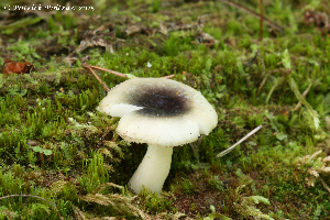  (Russula fragilis sensu Shaffer - MQ21-CMMF024734)  @11 [ ] Copyright (c) (2015) Patrick Poitras Mycoquebec