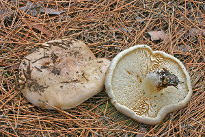  ( - MQ20-MCNC3614-CMMF007334)  @11 [ ] CreativeCommons - Attribution Non-Commercial No Derivatives (2009) Unspecified Universite de Montreal, Biodiversity Center