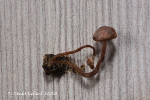  (Pseudobaeospora - MQ25a-HRL3283)  @11 [ ] (bc-nc) (2020) Renee Lebeuf Unspecified