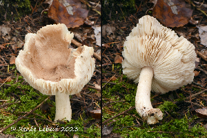  ( - MQ25a-HRL4370)  @11 [ ] (bc-nc) (2023) Renee Lebeuf Unspecified