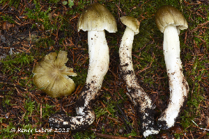  ( - MQ25a-HRL5000)  @11 [ ] (bc-nc) (2025) Renee Lebeuf Unspecified