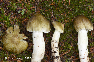  ( - MQ25a-HRL5000)  @11 [ ] (bc-nc) (2025) Renee Lebeuf Unspecified