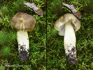  ( - MQ25a-HRL5031)  @11 [ ] (bc-nc) (2025) Renee Lebeuf Unspecified