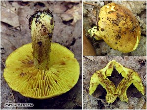  ( - MQ25a-KB00052)  @11 [ ] (bc-nc) (2024) Katia Burelle Unspecified