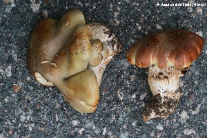  (Tricholoma boudieri - MQ20-pat0115)  @11 [ ] CreativeCommons - Attribution Non-Commercial No Derivatives (2018) Patrick Poitras Universite de Montreal, Biodiversity Center