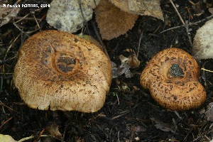  ( - MQ20-pat0424)  @11 [ ] CreativeCommons - Attribution Non-Commercial No Derivatives (2019) Patrick Poitras Universite de Montreal, Biodiversity Center