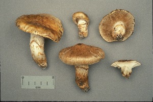  (Tricholoma badicephalum - MQ21-CMMF000874)  @11 [ ] Copyright (c) (1989) Yves Lamoureux Mycoquebec