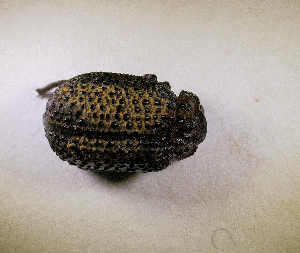  ( - B2-OPP-JACKAL-08)  @11 [ ] CreativeCommons  Attribution Non-Commercial Share-Alike  (2024) Unspecified Princeton University