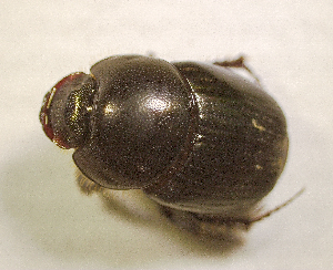  ( - SPEC#0502)  @11 [ ] CreativeCommons  Attribution Non-Commercial Share-Alike  (2024) Unspecified Princeton University