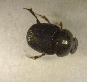  ( - SPEC#2719)  @11 [ ] CreativeCommons  Attribution Non-Commercial Share-Alike  (2024) Unspecified Princeton University