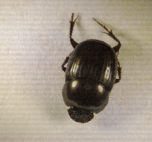  ( - SPEC#2722)  @11 [ ] CreativeCommons  Attribution Non-Commercial Share-Alike  (2024) Unspecified Princeton University