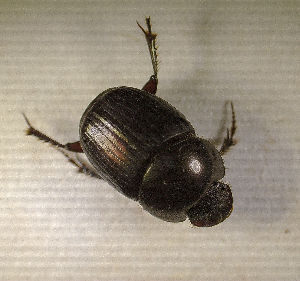  ( - SPEC#2733)  @11 [ ] CreativeCommons  Attribution Non-Commercial Share-Alike  (2024) Unspecified Princeton University